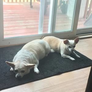 Meet your Posher, Dawn